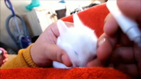 Funny and cute baby rabbit videos