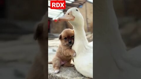 Worldwide Entertainment RDX #shorts #true #truelove #dog #duck