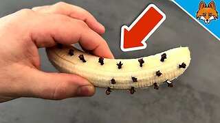 Put Cloves in a BANANA and WATCH WHAT HAPPENS💥(Amazing)🤯