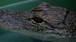 Florida gators, once endangered, are now making a dramatic recovery