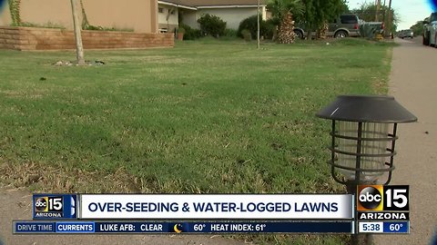 Soggy lawn? Experts talk about wet weather, fall lawn care