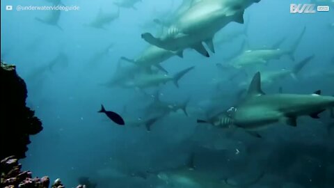 Mergulhador registra tubarões-martelo presos em uma corrente do oceano