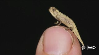 World's smallest lizards discoveredest this morning