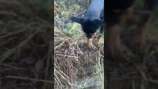 Cute Rottweiler goes for a walk #shorts #short #viral #trending #subscribe