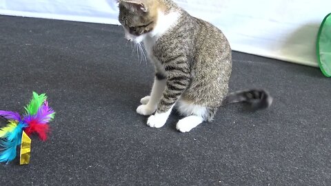 Kitten Plays with Feather Wand