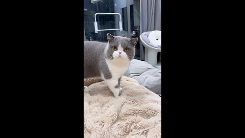 cute cat Reaction