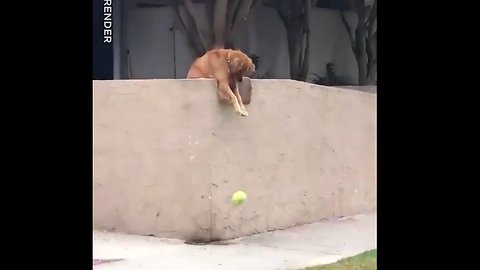 Dog Drops Ball On Street To Force Strangers To Play With Him And It Works 100% Of The Time!" 😂❤️