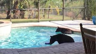 Ungbjörnar på besök i pool i Florida