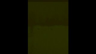 2 Coyotes Crossing Front Yard At Night In Snow Storm