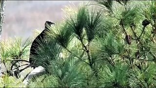 Black Vulture in The Marsh Tree 🌲 01/18/23 12:34