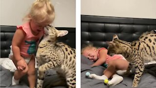 Toddler and Savanah cat adorably headbutt each other