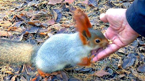 Feeding the adorable little cute Squirrel