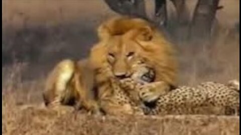 Big vs Big Cats Deadliest Fights Tiger Jaguar Cheetah Lions Attacks
