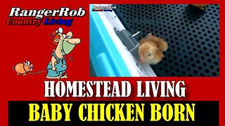 Incredible! Baby Chicken Born On The Homestead, New Incubator