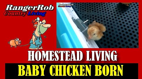 Incredible! Baby Chicken Born On The Homestead, New Incubator