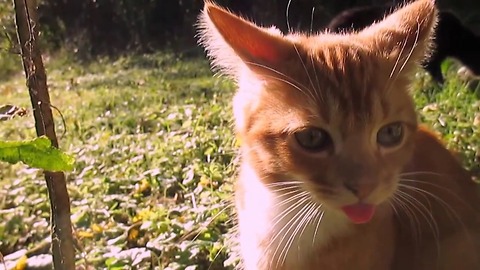 Playful cat sticks out tongue during live stream
