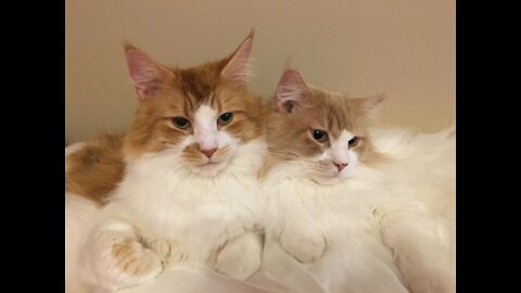 Maine Coon Love