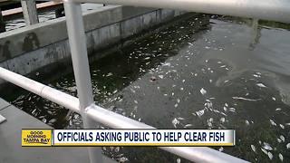 Officials asking public to help clear dead fish from red tide