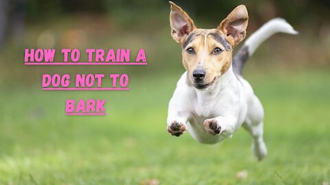 How to train a dog not to bark.