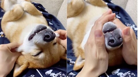 This Shiba-Inu is SUPER RELAXING ❤️