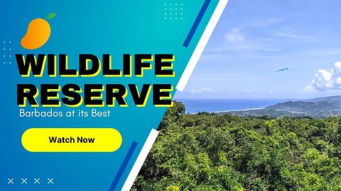 Wow! Barbados Wildlife Reserve with Kids and Local Food