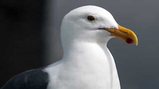 Seagull walks into a store and steals packet of chips