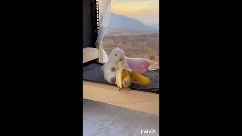 Rabbit banana eating