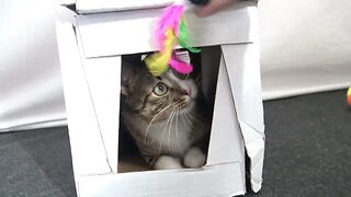 A Funny Kitten