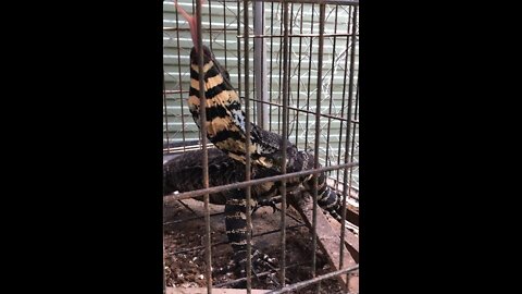 When prehistoric creatures visit. The goanna is back on the chicken coop