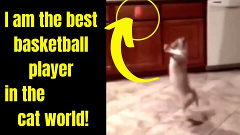 I am the best basketball player in the cat world! ha ha ha! #cat, #funnycat, #cutecat