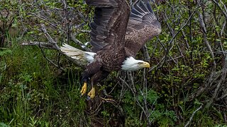 Bald Eagle Frame Animation, Sony A1/Sony Alpha1, 4k