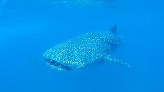 Whale Sharks will swim through you if you don't get out of the way