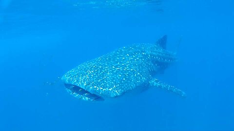 Whale Sharks will swim through you if you don't get out of the way