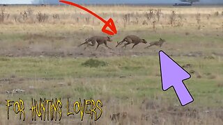 Greyhounds with High Speed Vs Rabbit 🐇 😱 | Galgos y conejos con alta velocidad Борзые и кролик