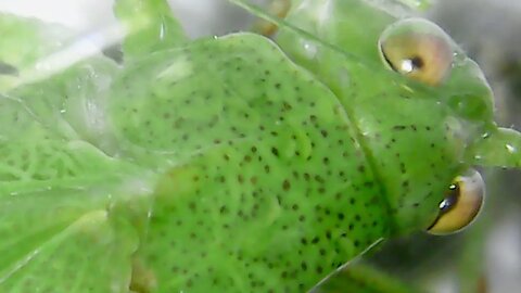 BUSH CRICKET long-horned grasshopper & how to tell the temperature of the air by the cricket song!