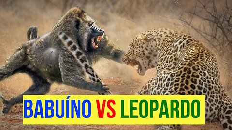 Leopardos vs Babuino - Inimigos Jurados!