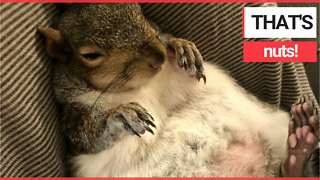 Meet the pet squirrel that watches TV, wears face masks and ADORES avocados