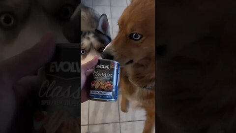 Dogs obsessed with Evolve pet food #cutedogs #dogs #husky #funnydogs #pets #germanshepard #shepsky