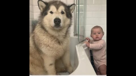 Giant Sulking Dog Hates Bath Time But Baby Helps Him (Cutest Duo EVER!!)