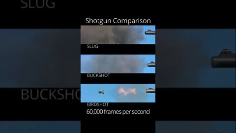 Comparing shotgun ammunition! Slug vs buckshot vs birdshot