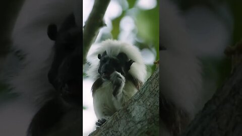 The endangered cotton tamarin is found only in the dry rainforests of northern Colombia.