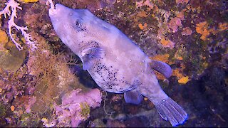 Gigantic pregnant puffer fish munches coral deep beneath the waves