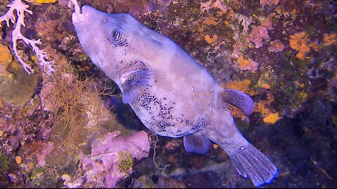 Gigantic pregnant puffer fish munches coral deep beneath the waves