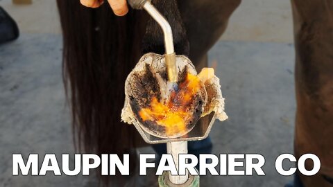 Horse Hoof Cleaning | Restoration | Farrier ASMR | Maupin Farrier Co | Satisfying