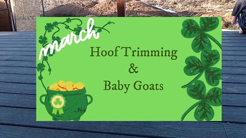 Hoof Trimming & Baby Goats