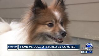 Video shows couple in Erie fight off coyote to save dog