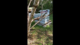 Tiny swarm in my apiary, probably an extra queen from requeen ing queenless hives…..