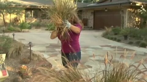 How to Multiply Your Plants Ornamental Grasses Red Fountain Grass