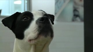What happens to dogs rescued from fighting rings?