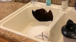 Antique plate destroys sink